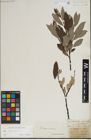 Foto von Salix lapponum L.